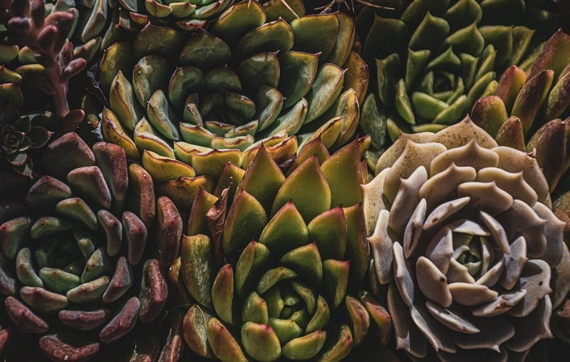 Miniature Gardens